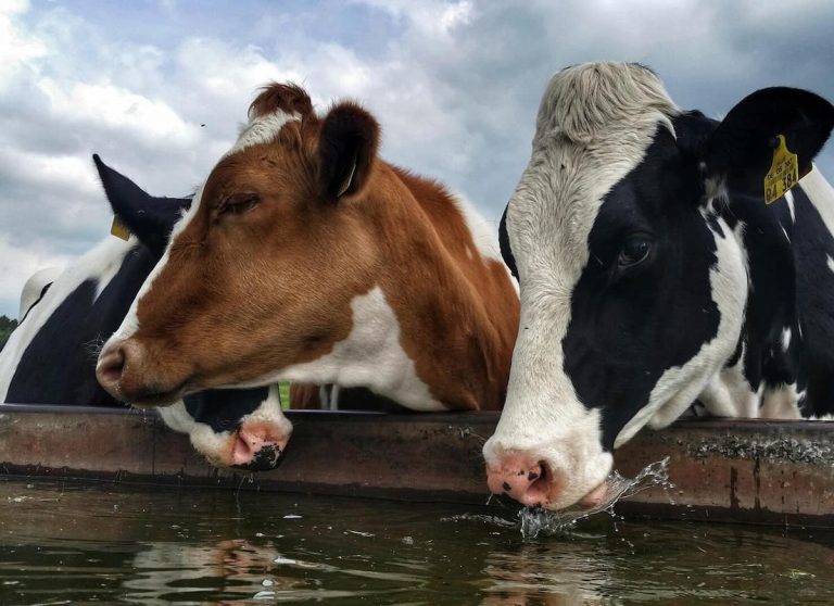 nitratos agua ganado